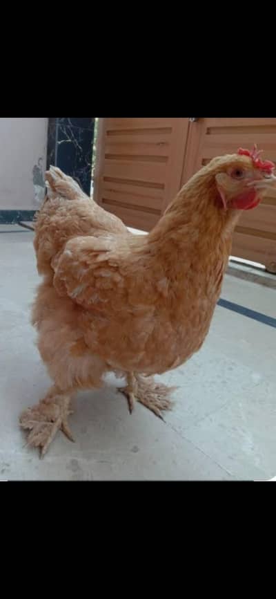pure golden buff eggs