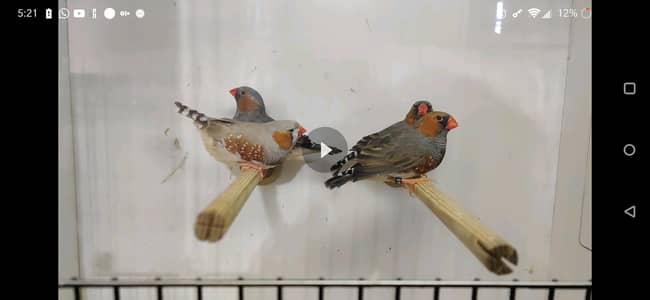 Zebra Finch BF & Extra Male
