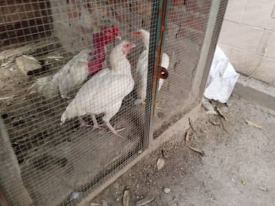 aseel Heera set,aseel mianwali set,Desi misro murgha