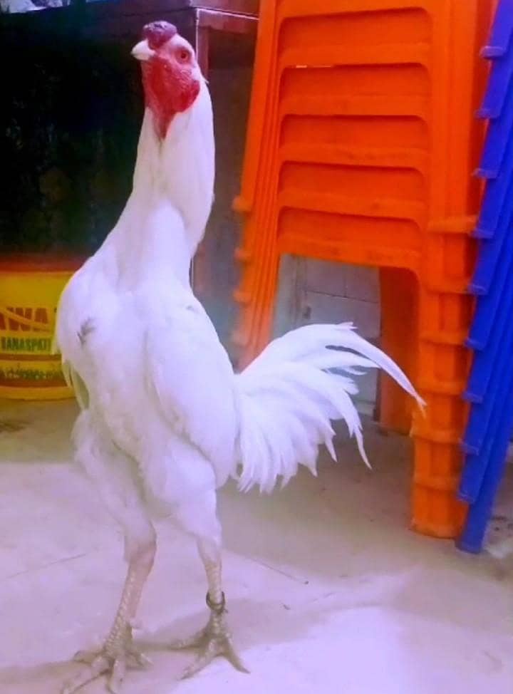Heera aseel 0