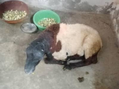 best and very sasta sheep