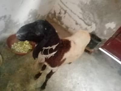 best and very sasta sheep