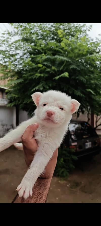 Russian Pink Nose with Zero Size Puppies Available