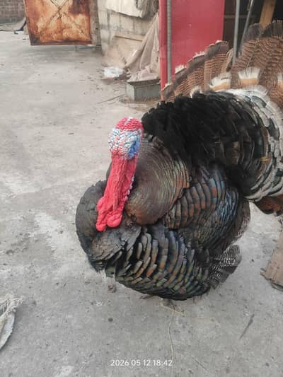 Turkey  male