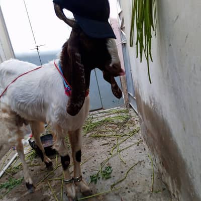 bakra for qurbani