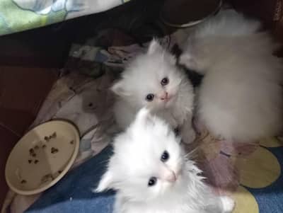white and gray person triple cort kittens
