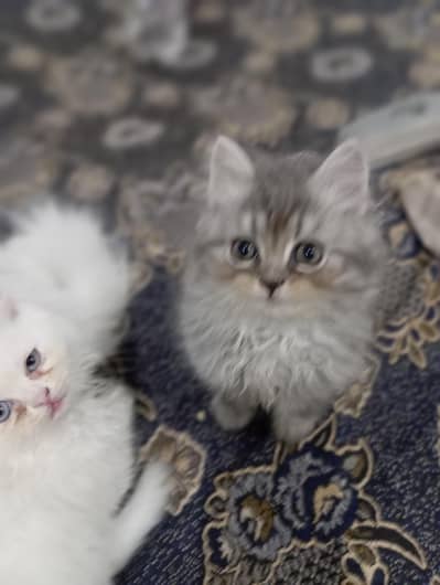 white and gray person triple cort kittens