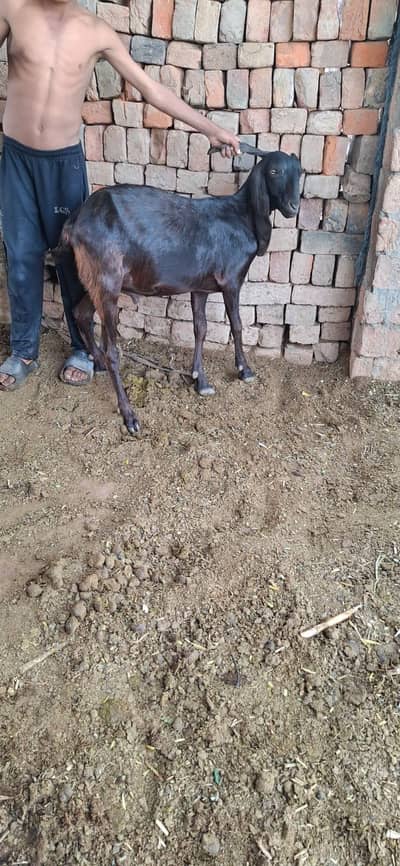 qurbani