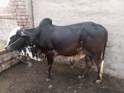 Hevey weight qubarni cattle avible