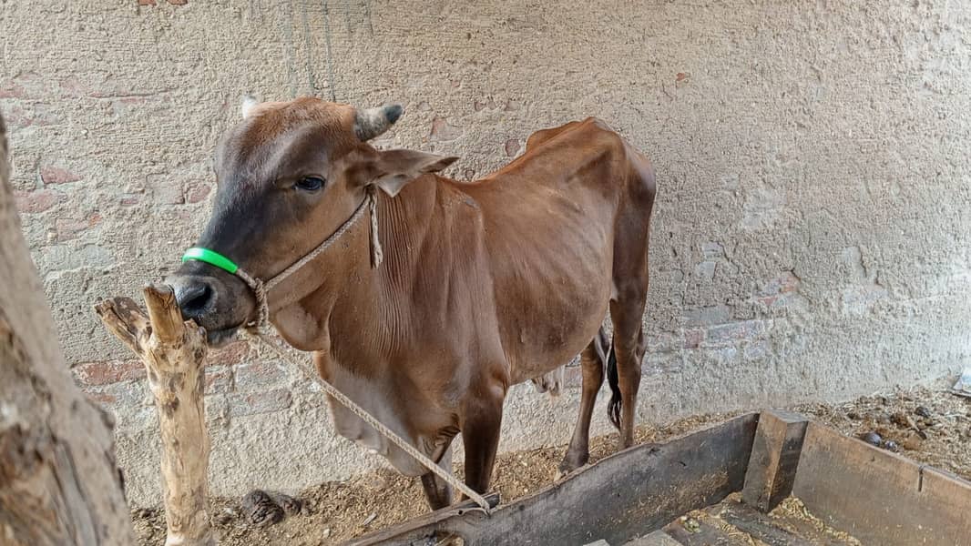 دو دانت والے خوبصورت ترین بچھڑے براۓ فروخت خواہشمند حضرات رابطہ کرے 6