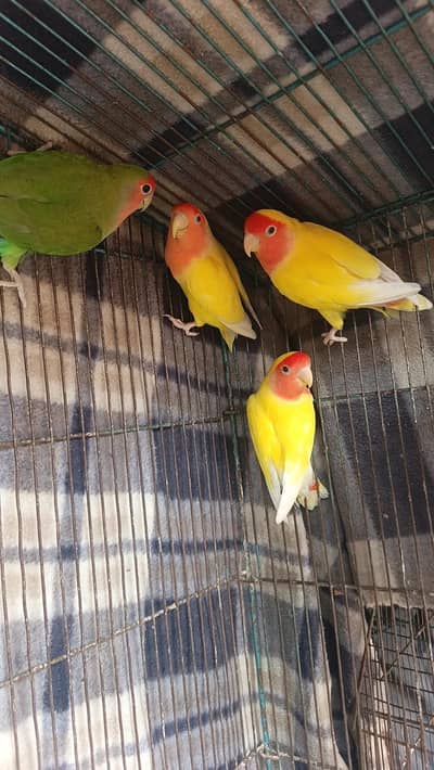 4 breedle pair and 4 chicks  total 12 piece