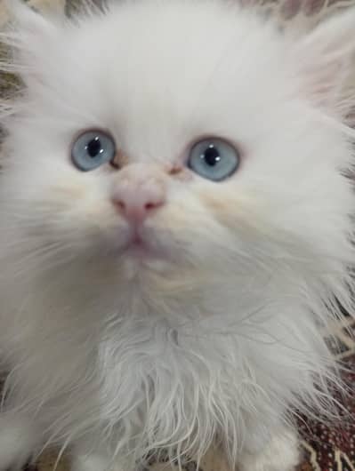 white and gray person triple cort kittens