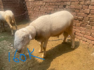 3 mondra  chatra for sale qubani 2026