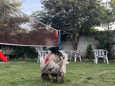 Turkey pair for sell