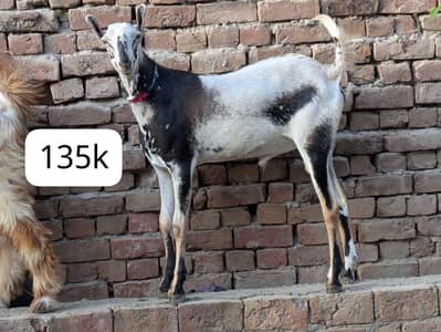 mashallah Burberry Breeder male  hor Pahari male for sale
