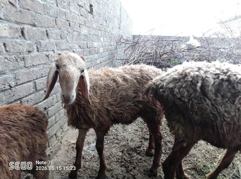 dumba for eid 1