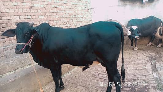 2 Bull for sale Price 695000
