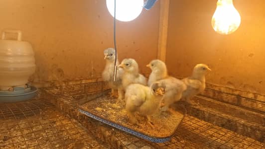 white Bantam or Black Astlop
