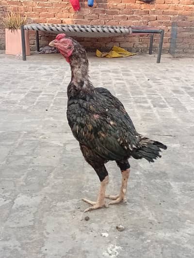 Aseelbirds for sale .