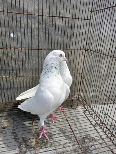 wahshi Pigeon
