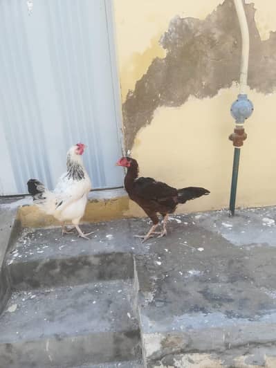 ASEEL HENS 2 DESI HENS PAIRS
