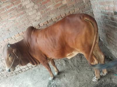 Sahiwal Nasal,Ghar ka Pala Huwa ,sehat mand bemari sa Pak,Final price
