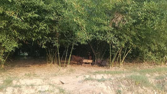 bamboo (baana ) 3  acre