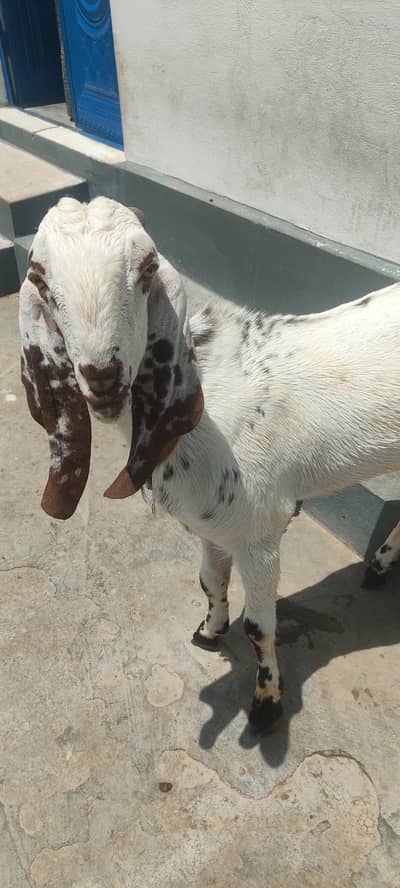 Bakra