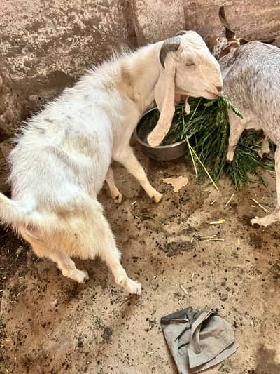 Gulabi breed Bakra available home nasal 03173828167