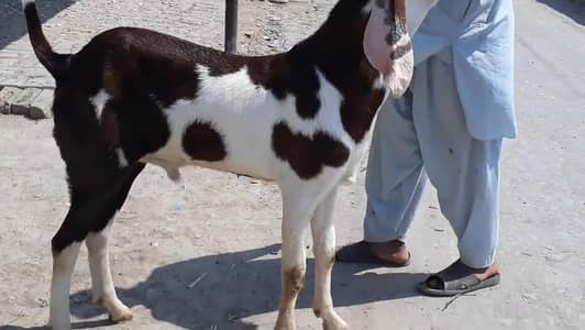 gulabi Bakra for sale 03327415379
