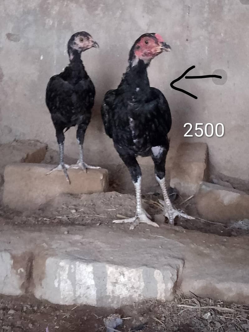 aseel chicks 1