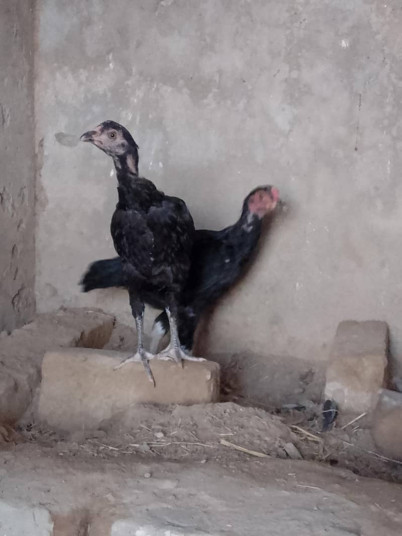 aseel chicks 2