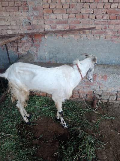 boo bakra