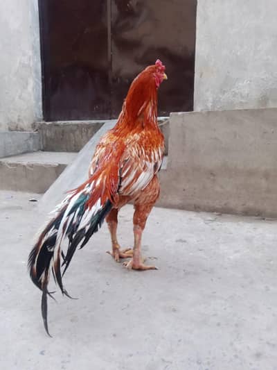 Aseel mianwali beautiful breeder for sale