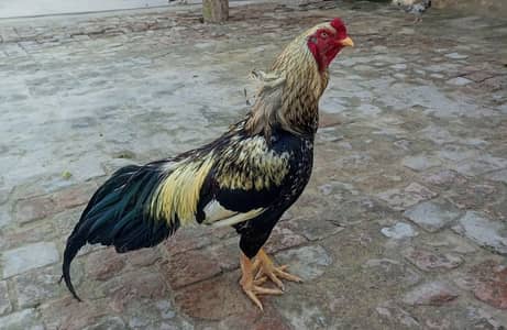 Aseel Murgha Java. Home breed