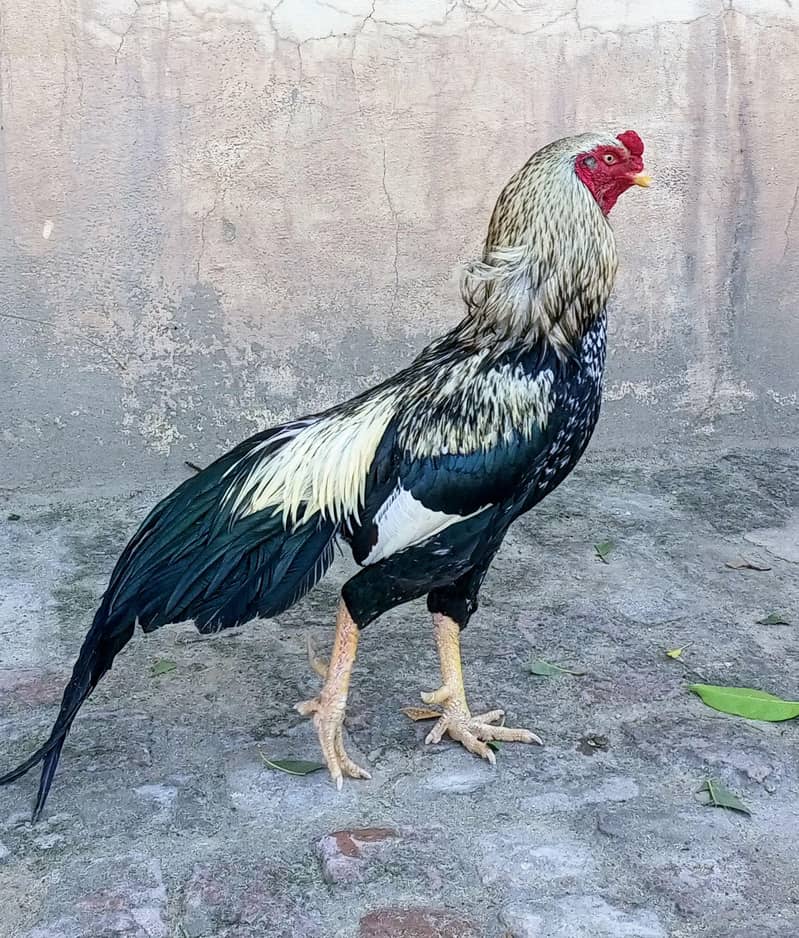 Aseel Murgha Java. Home breed 1