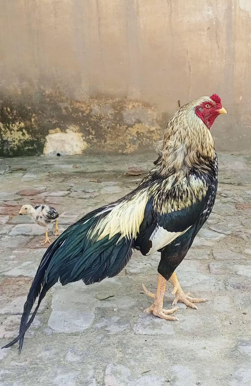 Aseel Murgha Java. Home breed 2