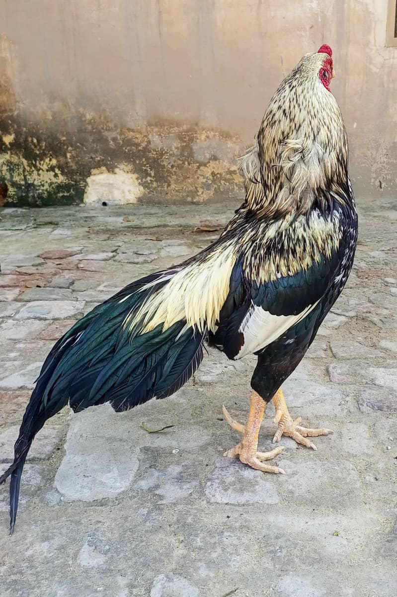 Aseel Murgha Java. Home breed 3