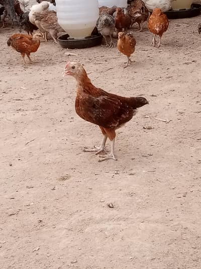 2 month old golden mesri for sale price 350PRr pice