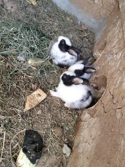 rabbit baby