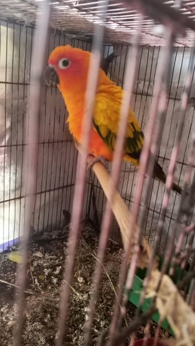Sun cnour breeder male available