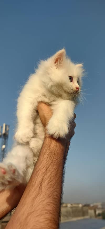 Persian cat triple  coat Whatsapp pr rapta krna 03288089665