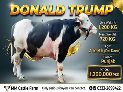Qurbani 2026 / Affordable prices/bull/ Desi bachre/Bachri/karachi