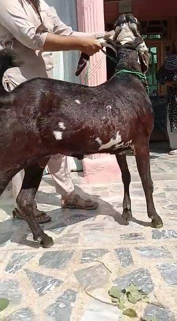 desi Bakra for Sale Mashallah Call  03405796364