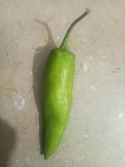chili seed
