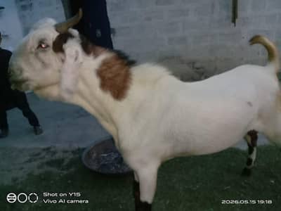 Bakra for sale
