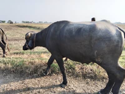 Full big height bull for qurbani more than 6.5 man 0347070043 wats app