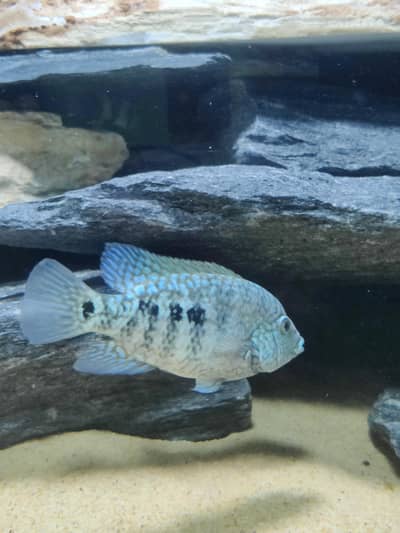 Electeic Blue Texas pair with Bright color and active. Tank boss