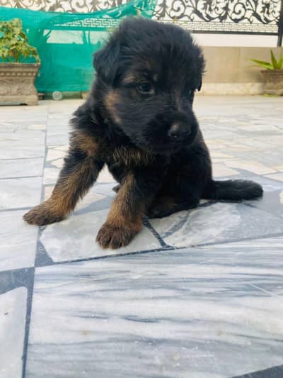 German dogs