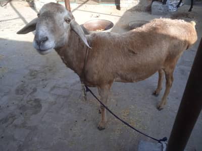 Qurbani wala Dumba/Bakra/Chatra